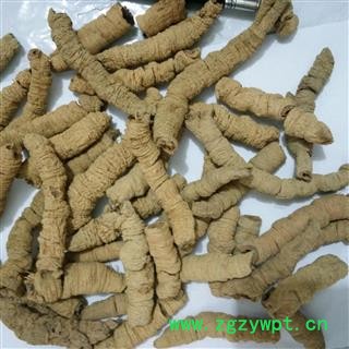 巴戟天 特级手选个 产地 广东省图2