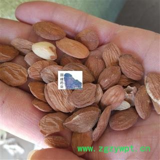 桃仁 扁桃仁 好统货 纯正品 含量足 无硫磺 国峰药业 重在品质 产地 山东省图2