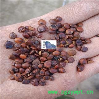 酸枣仁 进口炒酸枣仁 纯干货 选货 无虫蛀 国峰药业 重在品质 产地 海外图2