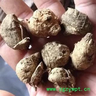 莪术 选货 产地 云南省昭通市盐津县图4