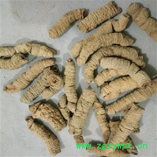 巴戟天 一级统个 产地 广东省图2