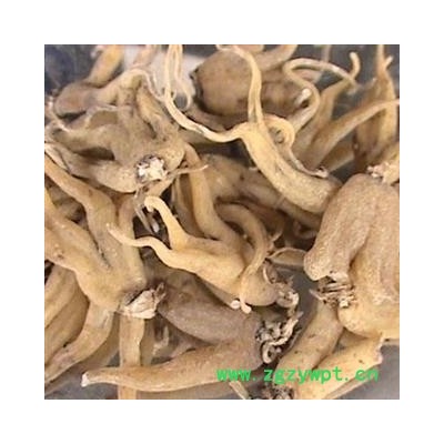 手掌参 手掌参选货 产地 辽宁省