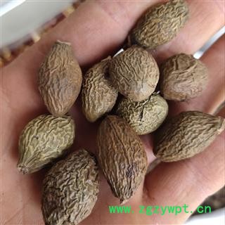 胖大海 胖大海 新货       产地 广西壮族自治区图4