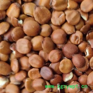 枣仁 酸枣仁 饱满 精选货 无壳子 无瓣  产地 云南省丽江市图3