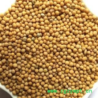 白芥子 白芥子净货选货  颗粒大 饱满 产地 河北省邢台市图2