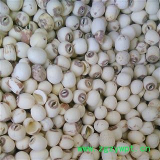 白莲子 1000克促销批发价湖南湖北实心磨皮白莲子 产地 湖北省十堰市张湾区 大货批发价图4