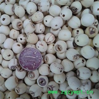 白莲子 1000克促销批发价湖南湖北实心磨皮白莲子 产地 湖北省十堰市张湾区 大货批发价图2