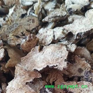 苍术 北苍术 内蒙种植苍术 产地 内蒙古自治区图3