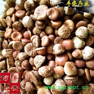 平安药业 风流果 别称壮阳果 厚鳞柯 益肾子 补肾果 益肾子 马古铎 龟头子图2