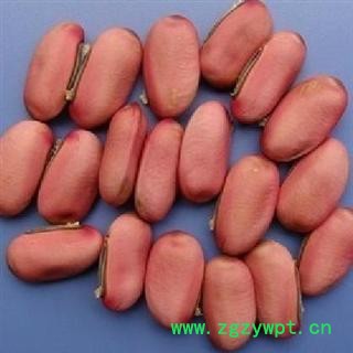 刀豆 选 产地 山东省图2