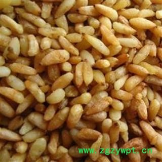 柏子仁 柏子仁精选货 产地 山东省图2