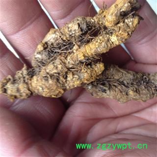 黄连 单枝黄连精选 产地 四川省图2