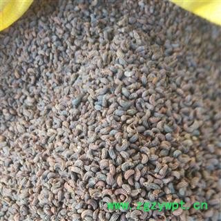 女贞子 女贞子腰果净货 产地 浙江省杭州市市辖区图3