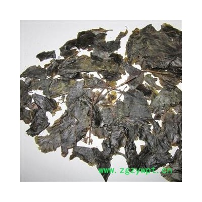 毛冬青 毛冬青叶 产地 云南省