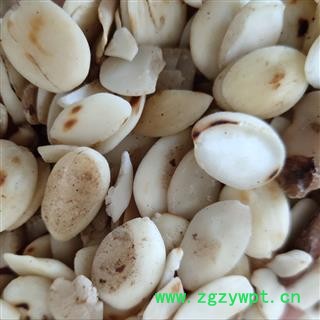 桃仁 扁桃仁选货 产地 山东省临沂市图2