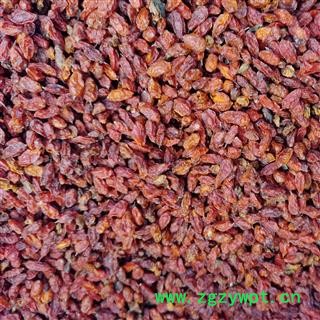 沙棘1000克促销批发价 大统 产地 新疆维吾尔自治区哈密地区巴里坤哈萨克自治县 大货批发价图2