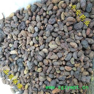 平安药业 女贞子 正品 女贞实 冬青子 爆格蚤 白蜡树子 鼠梓子图2