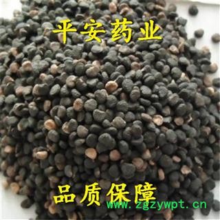 曼陀罗子 醉葡萄 天茄子 胡茄子 狗核桃 风茄果 伏茄子图2