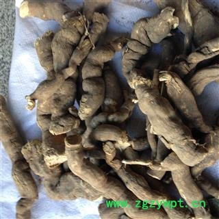 雪里开 雪里花 地雷拐子 产地 云南省图2