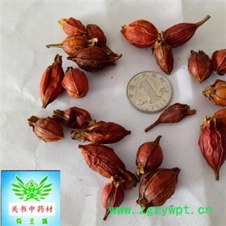 栀子 江西红栀子小选个 产地 江西省萍乡市市辖区图2