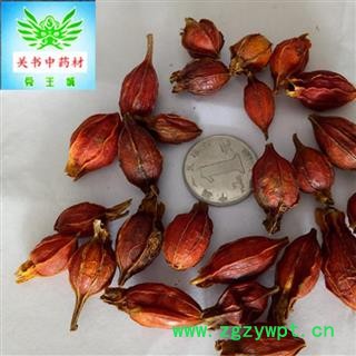 栀子 江西红栀子小选个 产地 江西省萍乡市市辖区图3