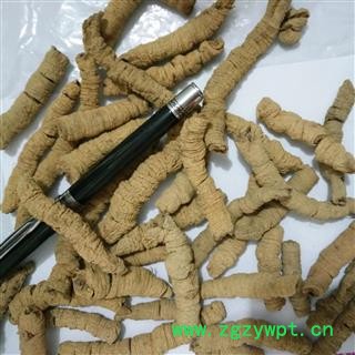 巴戟天 手选货  纯大个  产地 广东省肇庆市德庆县图2