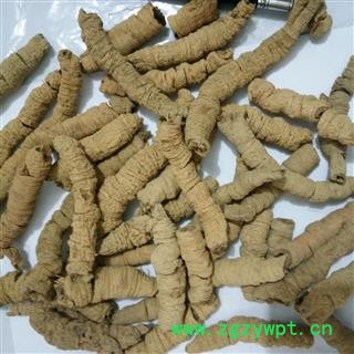 巴戟天 手选货  纯大个  产地 广东省肇庆市德庆县图4