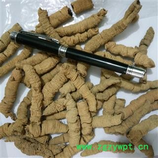 巴戟天 手选货  纯大个  产地 广东省肇庆市德庆县图3