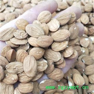 桃仁 扁桃仁选货 产地 山东省图2