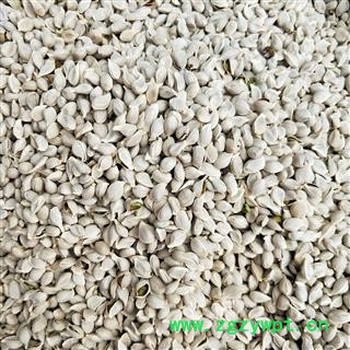 橘核 橘核统货 产地 浙江省图2