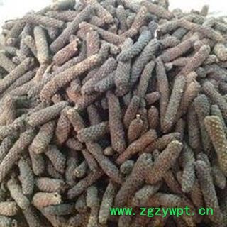 荜茇 好荜茇统 产地 广西壮族自治区图2