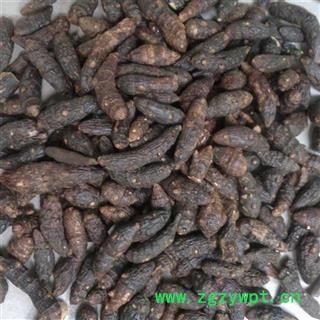 香附 光香附选个0.7 产地 海南省图2