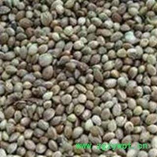 火麻仁 火麻仁大粒 产地 四川省图2