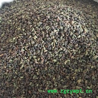 女贞子 女贞子腰果净货 产地 山东省图2