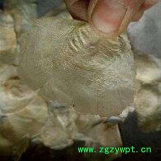 木蝴蝶 木蝴蝶大选货  茶用 大片 产地 广西壮族自治区桂林市图2