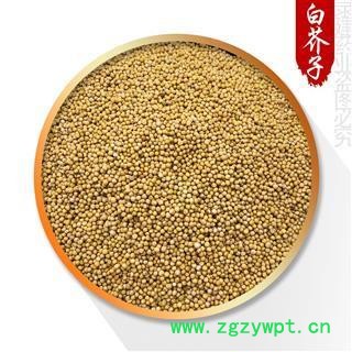 白芥子 【白芥子】 选装白芥子 产地 四川省 产地 山西省大同市图3