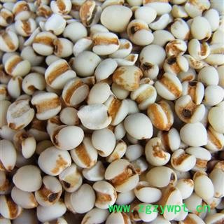 薏苡仁 国产薏苡仁98米1000克促销批发 产地 贵州省图2