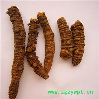 羌活 选 个子 产地 四川省阿坝藏族羌族自治州阿坝县图2