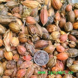 栀子 栀子统个1000克促销批发 产地 江西省图2