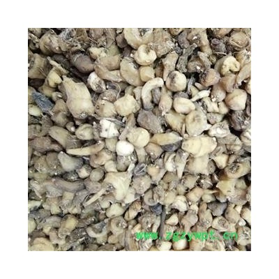 山慈菇 正品山慈菇  选货 产地 贵州省