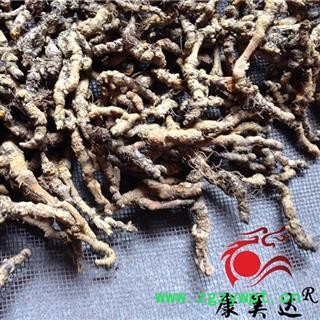 黄连 石柱黄连单枝精选三级 产地 四川省图3