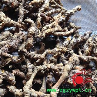 黄连 石柱黄连单枝精选三级 产地 四川省图2