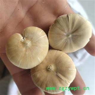 风流果 风流果  产地 广西壮族自治区柳州市图2