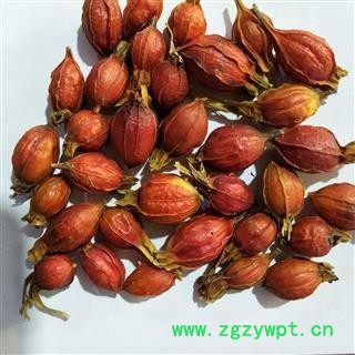 山栀子 江西红栀子 纯野生栀子 小灯笼 个小圆  产地 江西省九江市图4