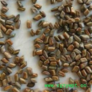 决明子 国产决明子选货 干净 无杂质 产地 山东省菏泽市图3