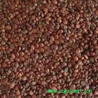 枣仁 正品炒枣仁统 产地 海外图4