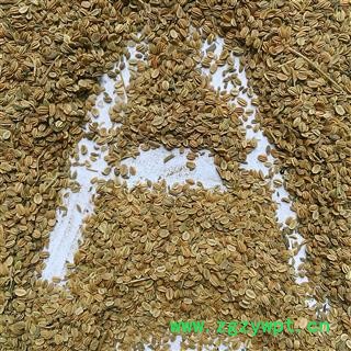 蛇床子 蛇床子净货 产地 河南省图2