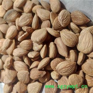 平安药业 带皮苦杏仁 正品图2