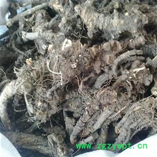 羌活 选货 产地 四川省 凯捷中药图3