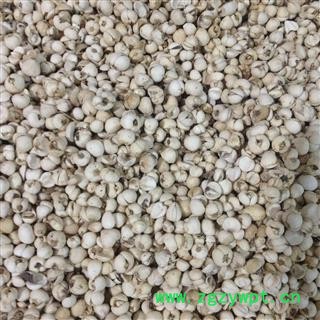 川贝母 川松贝  产地 四川省图2